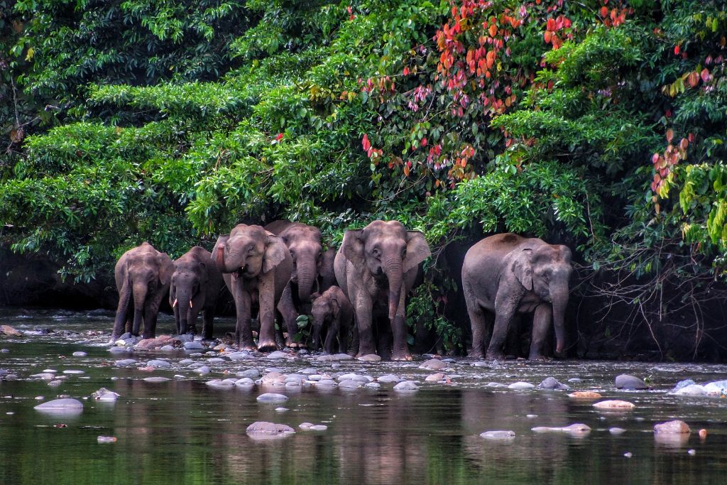 Il Borneo: una viaggio per gli amanti della natura